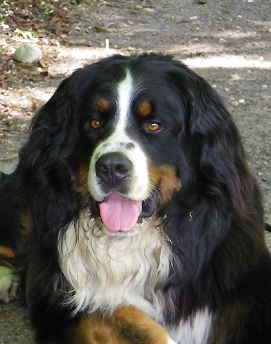 Dumbo v. Wiesmadern | &Ouml;sterreichischer Sch&ouml;nheits-Champion 2010