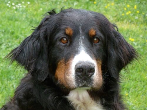 Odabella v. Wiesmadern | &Ouml;sterreichischer Sch&ouml;nheits-Champion 2017