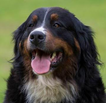 Branca v. Sch&ouml;neben | &Ouml;sterreichischer Sch&ouml;nheits-Champion 2022