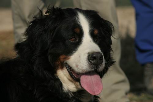 Hedja v. Wiesmadern | SV&Ouml;-F&auml;hrten-Cup-Gewinnerin 2006, &Ouml;sterreichischer Sch&ouml;nheits-Champion 2007, SV&Ouml;-F&auml;hrten-Cup-Gewinnerin 2007, &Ouml;sterreichischer Veteranen Champion 2008