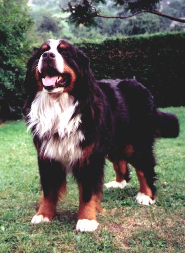 Hylas v. Wiesmadern | &Ouml;sterreichischer Sch&ouml;nheits-Champion 1992