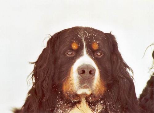 Kalif v. Wiesmadern | &Ouml;sterreichischer Sch&ouml;nheits-Champion 2006