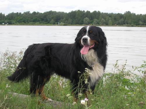 Obelix v. Wiesmadern | &Ouml;sterreichischer Sch&ouml;nheits-Champion 2007