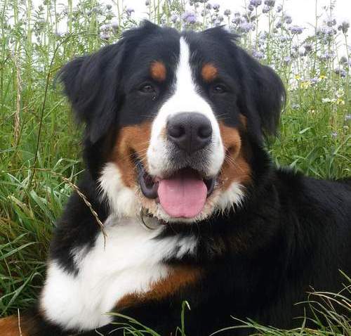 Ulina v. Wiesmadern | &Ouml;sterreichischer Sch&ouml;nheits-Champion 2019