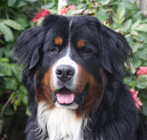 Unox v. Wiesmadern | &Ouml;sterreichischer Sch&ouml;nheits-Champion 2018